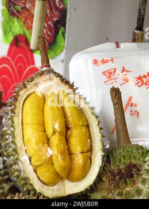 Fruits de durian frais à coquille dure épineuse verte et graines de viande jaunâtre charnues vendues en étal de fruits. Mots chinois 'black Gold musang king'. Banque D'Images