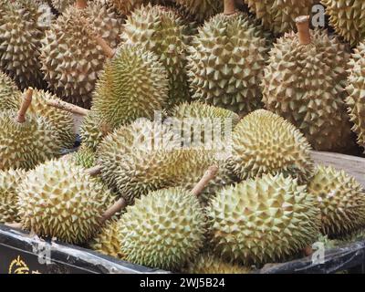 Fruits de durian frais à coquille dure épineuse verte et graines de viande jaunâtre charnues vendues en étal de fruits. Mots chinois 'black Gold musang king'. Banque D'Images