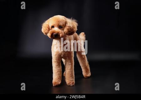 Un chiot caniche moderne de couleur rouge, abricot, pêche debout sur un fond noir avec un manteau court-rogné Banque D'Images