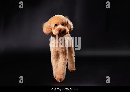 Un caniche de couleur moderne debout sur un fond noir avec une belle coupe de cheveux après le toilettage. Le concept de prendre soin des animaux de compagnie Banque D'Images