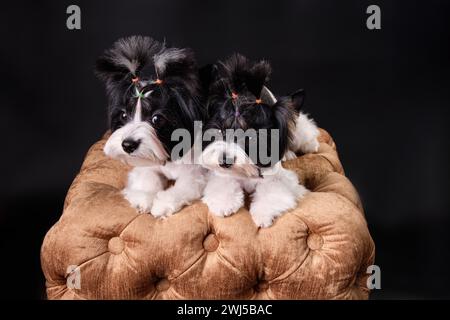 Deux beaux chiots castor Yorkshire Terrier couchés sur un pouf doré, vue de dessus d'un angle. Photo studio Banque D'Images