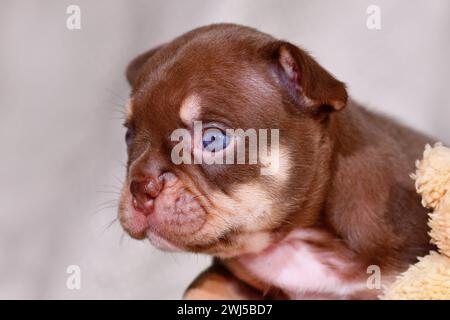 Portrait de chiot Mocca Orange Tan French Bulldog Banque D'Images