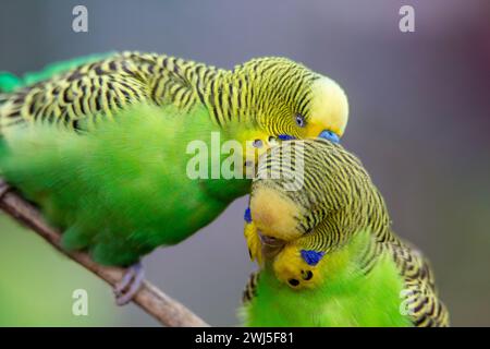 Gros plan de deux budgies qui s'aiment évidemment Banque D'Images