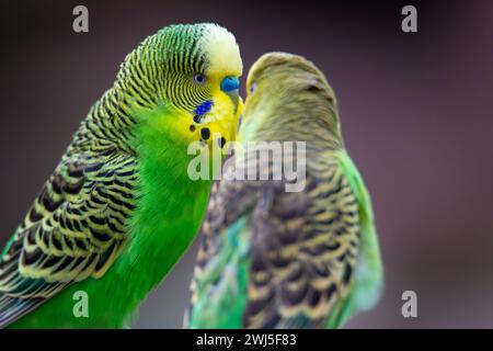 Gros plan de deux budgies qui s'aiment évidemment Banque D'Images