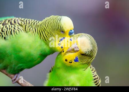 Gros plan de deux budgies qui s'aiment évidemment Banque D'Images