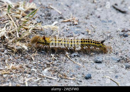 Caterpillar de Drinker Banque D'Images