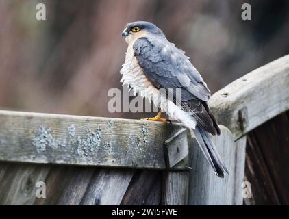 Un Sparrow Hawk est assis sur une clôture et attend une proie. Banque D'Images