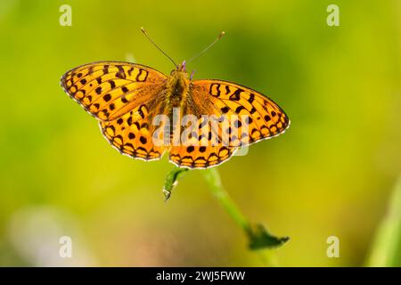 High brown fritillary Banque D'Images