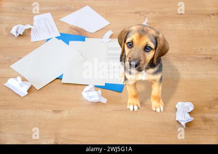 Mauvais chien assis sur les morceaux de documents déchirés regardant la caméra. Banque D'Images