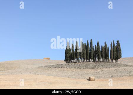 Paysage emblématique avec un groupe de cyprès à San Quirico Val d'Orcia, Toscane, Italie Banque D'Images