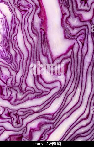 Beau chou rouge frais avec des feuilles texturées sur un fond en béton foncé. Cuisine végétarienne Banque D'Images