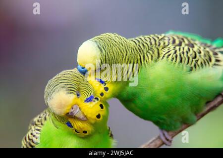 Nahaufnahme von zwei Wellensittichen die sich offensichtlich mögen *** gros plan de deux copains qui s'aiment évidemment Copyright : xx Banque D'Images