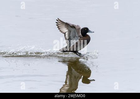 Femelle de canard touffeté en vol au printemps Banque D'Images