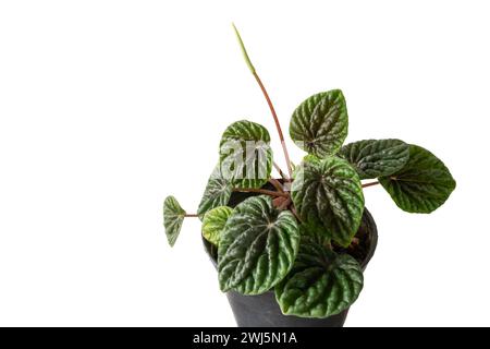 Gros plan de peperomia caperata vert aka émeraude ondulation peperomia isolé sur fond blanc Banque D'Images