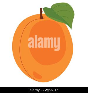 Abricot frais sur fond blanc. Vecteur. Orange d'été. Illustration de style plat pour le jus d'emballage, la confiture. Illustration de Vecteur