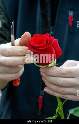 Untermerzbach, Allemagne. 12 février 2024. Un fleuriste nettoie une rose rouge. Les préparatifs pour la Saint-Valentin le 14 février 2024 battent leur plein dans les magasins de fleurs. Crédit : Pia Bayer/dpa/Alamy Live News Banque D'Images