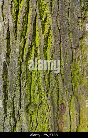 Arbre avec de la mousse verte en gros plan Banque D'Images