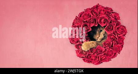 Chat gingembre mignon regardant curieux à travers une couronne de fleurs de rose rouge. Image panoramique avec espace de copie. Banque D'Images