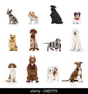 Collage fait de différents chiens de race pure assis calmement isolé sur fond blanc. Dressage des chiens Banque D'Images