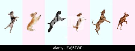 Collage fait de différents chiens de race pure sautant, jouant, volant sur fond multicolore. Animal de compagnie ludique Banque D'Images