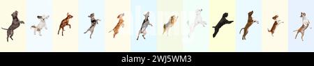 Collage fait de différents chiens de race pure sautant, jouant, volant sur fond multicolore. Animal de compagnie ludique Banque D'Images