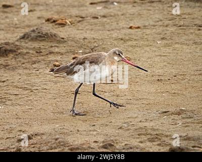 Simple Godwit à queue noire (Limosa limosa) marchant sur du sable humide dans le plumage d'hiver à la réserve RSPB Leighton Moss, Lancashire, Angleterre, Royaume-Uni Banque D'Images