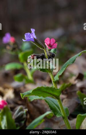 Pulmonaria, lungwort fleurs de différentes nuances de violet en une inflorescence. Usine de miel de l'Ukraine. Le premier printemps fleurit. Pulmonaria officina Banque D'Images