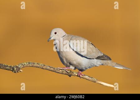 Oiseau Pigeon colombe eurasienne à collier Streptopelia decaocto oiseau assis sur la branche, Pologne Europe Banque D'Images