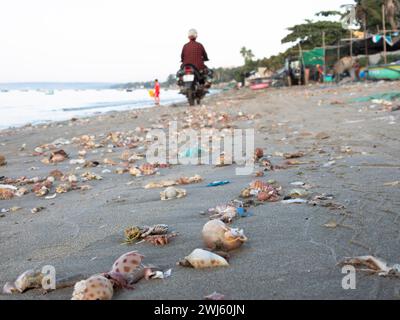 Coquillages et exosquelette de crabe sur la plage de Mui ne, Vietnam Banque D'Images