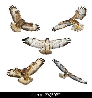 Oiseaux de proie - Buzzard commun Buteo buteo volant, oiseau faucon, oiseau prédateur gros plan oiseau volant isolé sur fond blanc - mélanger cinq oiseaux volants Banque D'Images