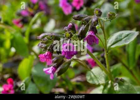 Pulmonaria, lungwort fleurs de différentes nuances de violet en une inflorescence. Usine de miel de l'Ukraine. Le premier printemps fleurit. Pulmonaria officina Banque D'Images