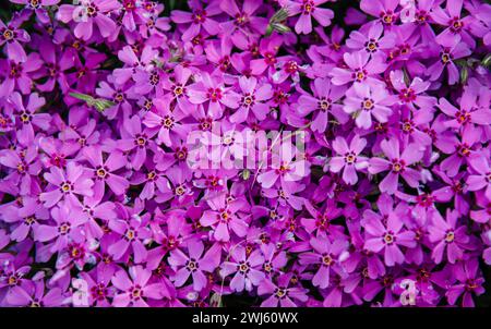 Phlox en forme de poinçon fleuri. Phlox rose vif en forme de poinçon. Papier peint. Banque D'Images