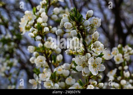 Foyer sélectif de belles branches de fleurs de prune sur l'arbre sous ciel bleu, belles fleurs Sakura pendant la saison de printemps dans le parc, Floral p Banque D'Images