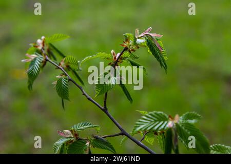 Feuille de charme au soleil. Branche de charme avec feuilles vertes fraîches. Magnifique fond vert naturel. Lames de ressort. Banque D'Images