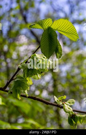 Feuille de charme au soleil. Branche de charme avec feuilles vertes fraîches. Magnifique fond vert naturel. Lames de ressort. Banque D'Images