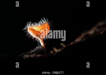 Champignon poilu dans la forêt tropicale de la province de Saraburi, Thaïlande, Banque D'Images