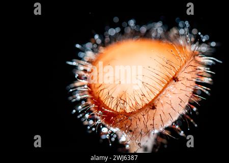 Champignon poilu dans la forêt tropicale de la province de Saraburi, Thaïlande, Banque D'Images