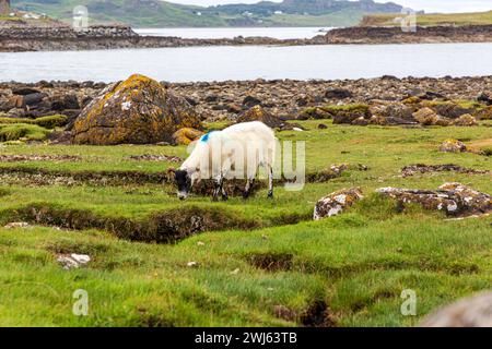 Scottish Blackface Free Range moutons britanniques pâturant dans les pâturages de l'île de Skye, en Écosse Banque D'Images