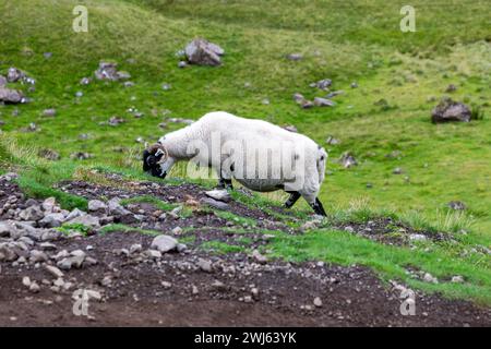 Scottish Blackface Free Range moutons britanniques pâturant dans les pâturages du Old Man of Storr, en Écosse Banque D'Images