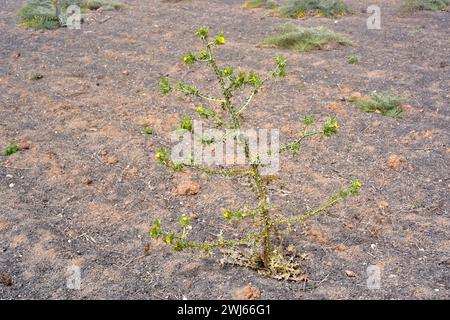 Le chardon doré tacheté (Scolymus maculatus) est une plante annuelle originaire des îles Canaries, du bassin méditerranéen et de l'Asie occidentale. Cette photo a été prise en Banque D'Images