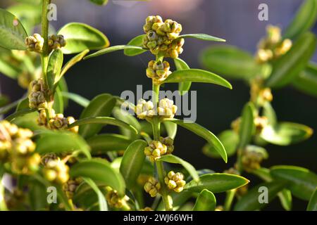 Le buis ou boîte européenne (Buxus sempervirens) est un arbuste à feuilles persistantes utilisé comme plante médicinale. Détail des boutons de fleurs et des feuilles. Cette photo a été prise en S. Banque D'Images