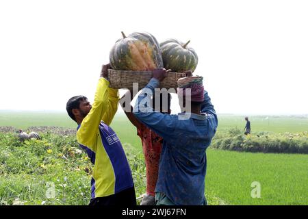 Munshiganj, Munshiganj, Bangladesh. 13 février 2024. Les ouvriers prennent des citrouilles géantes sucrées produites à Arial Beel, Munshiganj du champ au marché pour la vente. Les citrouilles douces d'Arial Beel sont célèbres pour leur taille. Chaque citrouille pèse entre 20 et 200 kg. Nulle part ailleurs au Bangladesh il n'a été possible de produire des citrouilles d'une telle taille. Les agriculteurs vendent des citrouilles à 25 TK (25 $) le kg. Ces citrouilles sucrées sont également exportées à l'étranger. (Crédit image : © Syed Mahabubul Kader/ZUMA Press Wire) USAGE ÉDITORIAL SEULEMENT! Non destiné à UN USAGE commercial ! Banque D'Images