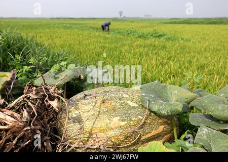 Munshiganj, Munshiganj, Bangladesh. 13 février 2024. Les citrouilles douces de grande taille sont cultivées à Arial Beel, Munshigan. Les citrouilles douces d'Arial Beel sont célèbres pour leur taille. Chaque citrouille pèse entre 20 et 200 kg. Nulle part ailleurs au Bangladesh il n'a été possible de produire des citrouilles d'une telle taille. Les agriculteurs vendent des citrouilles à 25 TK (25 $) le kg. Ces citrouilles sucrées sont également exportées à l'étranger. (Crédit image : © Syed Mahabubul Kader/ZUMA Press Wire) USAGE ÉDITORIAL SEULEMENT! Non destiné à UN USAGE commercial ! Banque D'Images