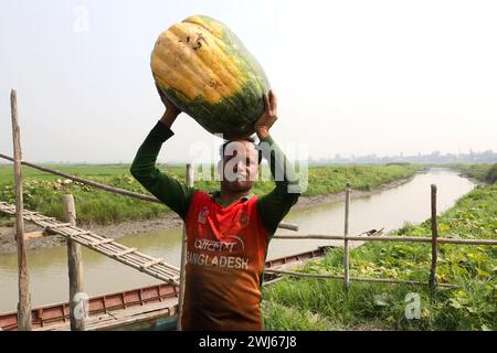 Munshiganj, Munshiganj, Bangladesh. 13 février 2024. Les ouvriers prennent des citrouilles géantes sucrées produites à Arial Beel, Munshiganj du champ au marché pour la vente. Les citrouilles douces d'Arial Beel sont célèbres pour leur taille. Chaque citrouille pèse entre 20 et 200 kg. Nulle part ailleurs au Bangladesh il n'a été possible de produire des citrouilles d'une telle taille. Les agriculteurs vendent des citrouilles à 25 TK (25 $) le kg. Ces citrouilles sucrées sont également exportées à l'étranger. (Crédit image : © Syed Mahabubul Kader/ZUMA Press Wire) USAGE ÉDITORIAL SEULEMENT! Non destiné à UN USAGE commercial ! Banque D'Images