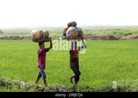 Munshiganj, Munshiganj, Bangladesh. 13 février 2024. Les ouvriers prennent des citrouilles géantes sucrées produites à Arial Beel, Munshiganj du champ au marché pour la vente. Les citrouilles douces d'Arial Beel sont célèbres pour leur taille. Chaque citrouille pèse entre 20 et 200 kg. Nulle part ailleurs au Bangladesh il n'a été possible de produire des citrouilles d'une telle taille. Les agriculteurs vendent des citrouilles à 25 TK (25 $) le kg. Ces citrouilles sucrées sont également exportées à l'étranger. (Crédit image : © Syed Mahabubul Kader/ZUMA Press Wire) USAGE ÉDITORIAL SEULEMENT! Non destiné à UN USAGE commercial ! Banque D'Images