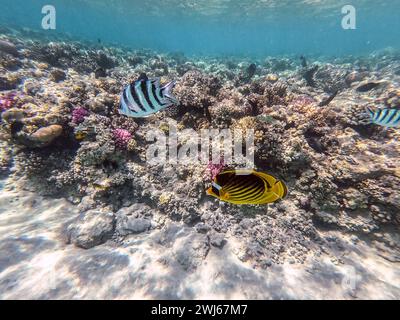Le butterflyfish tropical Diagonal ou Raccoon connu sous le nom de chaetodon fasciatus sous l'eau au récif corallien. Vie sous-marine de récif avec coraux et tropica Banque D'Images