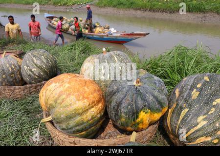 Munshiganj, Munshiganj, Bangladesh. 13 février 2024. Les ouvriers prennent des citrouilles géantes sucrées produites à Arial Beel, Munshiganj du champ au marché pour la vente. Les citrouilles douces d'Arial Beel sont célèbres pour leur taille. Chaque citrouille pèse entre 20 et 200 kg. Nulle part ailleurs au Bangladesh il n'a été possible de produire des citrouilles d'une telle taille. Les agriculteurs vendent des citrouilles à 25 TK (25 $) le kg. Ces citrouilles sucrées sont également exportées à l'étranger. (Crédit image : © Syed Mahabubul Kader/ZUMA Press Wire) USAGE ÉDITORIAL SEULEMENT! Non destiné à UN USAGE commercial ! Banque D'Images