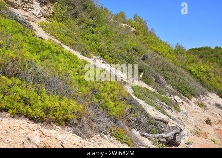 Le pin d'Alep (Pinus halepensis) est un conifère originaire de tout le bassin méditerranéen. Especimen prostré adapté au vent et au sel. Cette photo a été prise Banque D'Images