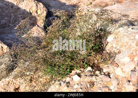 Limonium gibertii est un sous-arbuste originaire des côtes des Baléares et de Tarragone. Cette photo a été prise à L'Ametlla de Mar, province de Tarragone, Catalogne, Spai Banque D'Images