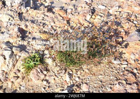 Limonium vigoï est un sous-arbuste dangereux endémique à la côte de Tarragone. Cette photo a été prise à l'Ametlla de Mar, province de Tarragone, Catalogne, Espagne. Banque D'Images